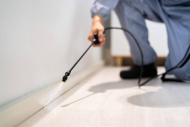 Professional exterminator conducting IPM assessment in Silverton